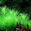 Aquarium Pflanze 3 Stück Pogostemon erectus Wasserpflanze Produktbild-Vorschau 2