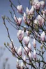 Magnolia soulangiana 'Heaven Scent', Magnolie, rosa Blüten, Produktbild-Vorschau 1
