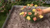 A hand is planting flowers in a raised garden bed. Náhled obrázku produktu