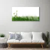 Acrylglasbilder 100x50 Wandbild Druck Gras Natur Produktbild-Vorschau 3