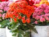 Kalanchoe | Gemischt pro 6 Stück - Freiland- und Produktbild-Vorschau 3