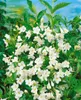 Weigela 'Snowflake', Weigelie, weiß, 60–100 cm Produktbild-Vorschau 4