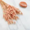 Getrocknete Hasenschwanzgras - (Lagurus) - Lachs Produktbild-Vorschau 6