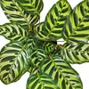 Stínomilná rostlina se zvláštním vzorem listů – Calathea Náhled obrázku produktu 4