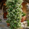 Jasmin étoilé - Set de 2 - Trachelospermum jasminoides - Voir les images du produit 5