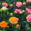 Bloomique - 3er-Mix - Topfrosen - Rot, Gelb, Rosa - Produktbild-Vorschau 3
