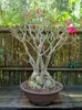 Rose du désert (Adenium obesum)  - 10 graines Voir les images du produit 5