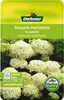 Dehner Schneeball-Hortensie Strong Annabelle®, creme-weiße Produktbild-Vorschau 4