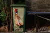 MuchoWow® Mülltonnenaufkleber Fasan - Nahrung - Vogel 38x80 Produktbild-Vorschau 5