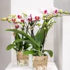 Kolibri Orchideje – bílá orchidej Phalaenopsis, minerální Náhled obrázku produktu 10