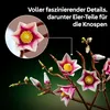 LEGO Botanicals 11510 Branches de Magnolia Voir les images du produit 37