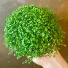 6 x Soleirolia - Soleirolia soleirolii - květináč 9 cm x 9 Náhled obrázku produktu 1