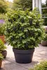 Ribes nero Ben Nevis 50-60 cm – Ribes nigrum, bacche Anteprima dell’immagine prodotto 4