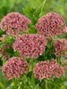 Lychnis chalcedonica, Burning Love, jasnoczerwona, doniczka Podgląd zdjęcia produktu 9