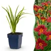 Green boutiQ - Staude - Hemerocallis Autumn Red - Taglilie Produktbild-Vorschau 1