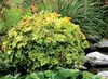 Stauden Gänge 3 x Heucherella Hybride 'Solar Power' im 1 Produktbild-Vorschau 2