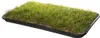 Katzengras Katzenwiese Hundewiese echter Rasen ca 60x40 cm Produktbild-Vorschau 4