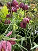 6 x Fritillaria meleagris – Kaiserkronen - Topf 9x9 cm Produktbild-Vorschau 3