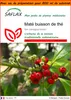 SAFLAX Garden in the bag - Maté buisson de thé - 10 graines Voir les images du produit 1