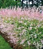 BALDUR Garten 1x Salix-Hecke Hakuro Nishiki, Pflanze im 11 Produktbild-Vorschau 1