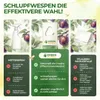 Green Guardia Schlupfwespen gegen Pflaumenwickler -3x Produktbild-Vorschau 7