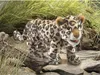 Folkmanis Handpuppe Leopardenbaby 46 cm stehend Produktbild-Vorschau 4