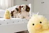 Steiff animale di peluche Pipsy pulcino 14 giallo 73892 Anteprima dell’immagine prodotto 4
