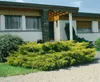 Juniperus media 'Pfitzeriana Aurea', Gold-Wacholder, 40–50 Produktbild-Vorschau 4