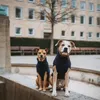Hunter Hundepullover GENF, Farbe: dunkelblau, Produktbild-Vorschau 11