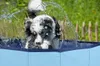 maxxpro Hundepool faltbar Anti-Rutsch - Ventil entleeren - Produktbild-Vorschau 6