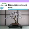 SAFLAX - Japonský čerešňový kvet - Prunus serulata - 30 Náhľad obrázku produktu 1