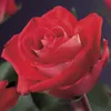 GreenboutiQ - Kletterrose - Rosa Red Climber - Blüte Rot - Produktbild-Vorschau 3