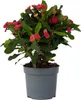 Wilczomlecz okazały - Euphorbia 'Milii' - Wysokość 25-35cm Podgląd zdjęcia produktu 1