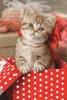 TREFL Puzzle Niedliche Tiere: Kätzchen 54 Teile Produktbild-Vorschau 2