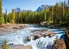Puzzle 1500 elementów Rzeka Athabasca Park Narodowy Jasper Anteprima dell’immagine prodotto 3