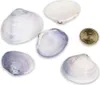 Codakia punctata - Meeresmuschel - Muscheln zum Basteln und Produktbild-Vorschau 4