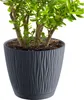 A close-up of a jade plant in a dark gray textured pot with a matching saucer, set against a white background. Anteprima dell’immagine prodotto