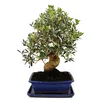 Bonsai - Soliter - Drzewko oliwne - Oliwka - Olea europaea Podgląd zdjęcia produktu 1