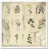Scrapbooking-Papier Set 30×30 cm – SLS-035 Herbarium – ITD Produktbild-Vorschau 10
