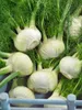 Foeniculum vulgare, Fenchel, aromatisch, ca. 9x9 cm Topf Produktbild-Vorschau 12