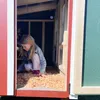 Großer Hühnerstall EZ Chicken Home Rot, 2,85 m² - Produktbild-Vorschau 17