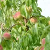 Red Haven Buschbaum Produktbild-Vorschau 1