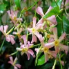 A close-up view of several pink star-shaped flowers with yellow centers, growing on green vines. Produktbild-Vorschau