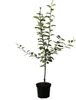 A potted apple tree sapling against a white background. Produktbild-Vorschau