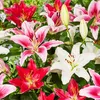 5x  Orientalische Lilien Frische Blumenzwiebeln  Zwiebeln Produktbild-Vorschau 2