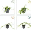 Plants by Frank | 6 Immergrün Pflanzen | Vinca Minor | Produktbild-Vorschau 6