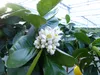 beste Sorte: Bonsai Meyer Meyerii Zitrone echter Produktbild-Vorschau 3