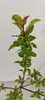 A close-up shot of a young plant with green leaves and some reddish new growth at the top. Produktbild-Vorschau