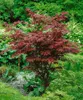 Acer palmatum 'Atropurpureum', Japanischer Ahorn, Produktbild-Vorschau 1