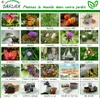 SAFLAX  - Cèdre de l'Himalaya - 35 graines - Cedrus Voir les images du produit 2